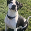 Wilson's Dog Training gallery