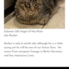 Murrkatz Maine Coon Cattery gallery