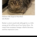 Murrkatz Maine Coon Cattery - Pet Boarding & Kennels