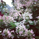 Country Flower Farms - Florists