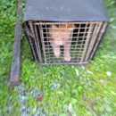 BROCIOUS NUISANCE WILDLIFE REMOVAL - Animal Removal Services