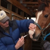 Hartzell Veterinary Service: Charles W. Hartzell, DVM and Sue Ann Hartzell, DVM gallery