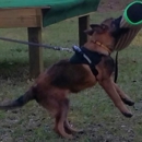 MBP Belgian Malinois - Pet Breeders