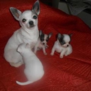 Chihuahuas'R'Wee - Pet Breeders
