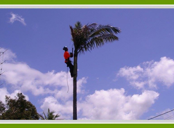 Walton's Tree Care Services - Woonona, NSW. Highly Experienced Team
