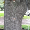 Brian's Tree Services gallery