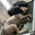 Playtime Pet Resort