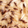 Total Termite & Pest Control