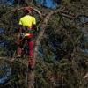Neighborhood tree service gallery