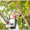 Top Quality Tree Service gallery