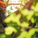 Aaa Tree Service Corp - Tree Service