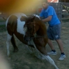 Horse n around Angels Grove Ranch gallery