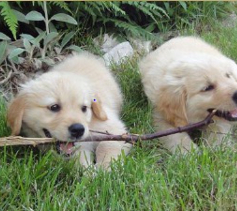 Community Animal Hospital - Broomall, PA