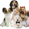 Petite Pup Mobile Dog Grooming gallery