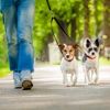 Urban Tails Dog Walking and Pet Sitting gallery