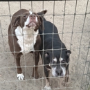 Honey Paws Dog Boarding - Pet Boarding & Kennels