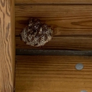 Solitude Pest Solutions - Pest Control Services