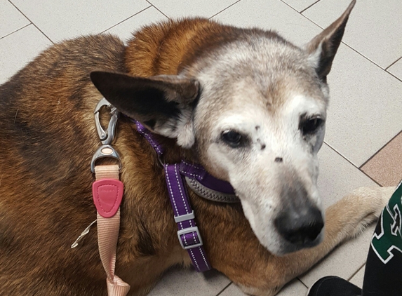 Babylon Animal Hospital - Lindenhurst, NY. This is Shayna. She's a German Shepherd Chow and Rottweiler mix. She was 15 yrs old at the time she was euthanized.  The Babylon animal Hospital took care of our Shayna from the time she was 11 weeks old until the time we let her go.... They have always been so compassionate towards her and all our other pets that  we would never dreamed of bringing them anywhere else. From the girls at the reception to the vet techs to the assistants who help every animal or human, we really appreciated their sweetness and courtesy. Dr Biedermann was wonderful and helpful at Shayna's end. Cancer is cancer. Dr Biedermann  helped Shayna meet her end with dignity and grace and gave her the painless ending for not just Shayna but for all of us in the family. I  was the first face Shayna saw when we got her 15 yrs ago. I  made sure that my face was the last face Shayna was going to see at her end.  We are still grieving her loss, but the Babylon animal Hospital was so helpful when we planned  Shayna's end. It's important that you and the animal Hospital are on the same page and can communicate together and agree and approve your ideas. Thank you so much for going through this unbearable pain with us.