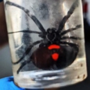 A-1 Exterminators - Pest Control Services