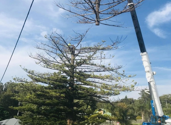Eurobodalla Tree Services - Moruya, NSW