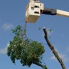 Clean Cut Tree Care gallery
