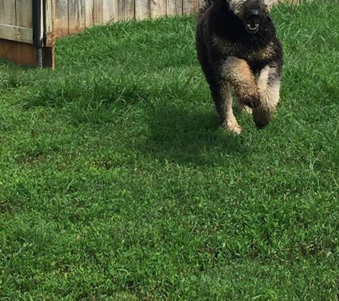 Dog Gone Good Time Farm - Spring Hill, TN