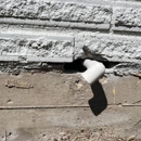 Critter Stop Dallas - Pest Control Services