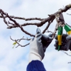 Bobmar Lawn & Tree Service gallery