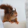 Pro-Tec Pest Services gallery