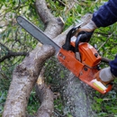 Immaculate tree service - Tree Service