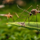 All Cape Pest Control - Pest Control Equipment & Supplies