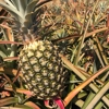 Maui Pineapple Tours gallery