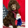Deblyns Poodles gallery