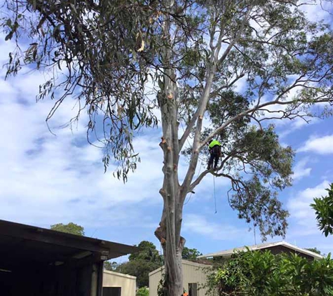 All Tree & Stump Works - Palm Beach, QLD