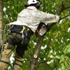 All The Above Tree Service gallery