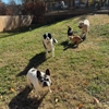 Pet Nanny Pet Care gallery