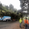 Joe Grab Tree Service gallery