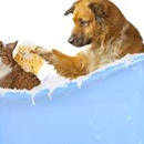 Pawsitively Perfect Grooming - Dog & Cat Grooming & Supplies