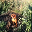 Blue Ridge Kennels - Pet Boarding & Kennels