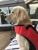 Jog The Dog - Pet Care Services