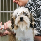 Crysler Animal Hospital