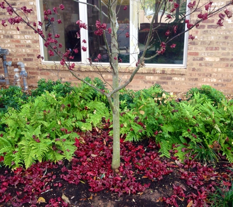 Taylorscapes - Forest Hill, LA. Shaw Residence: Red Japanese Maple in the Fall!, Mondo Grass Groundcover, & Holly Fern Background, installed by TaylorScapes. 