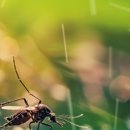 Buzz Pest Control - Pest Control Equipment & Supplies