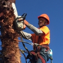 B & M Gardening & Tree Services - Tree Service