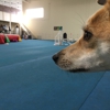 Ace Dog Sports Agility Training gallery