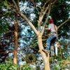 Gates Tree Service gallery