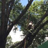Tree Care Inc-Houston gallery