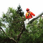 Long Island Tree Service