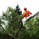 Long Island Tree Service