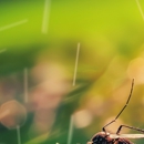 Green Pest Solutions - Pest Control Equipment & Supplies